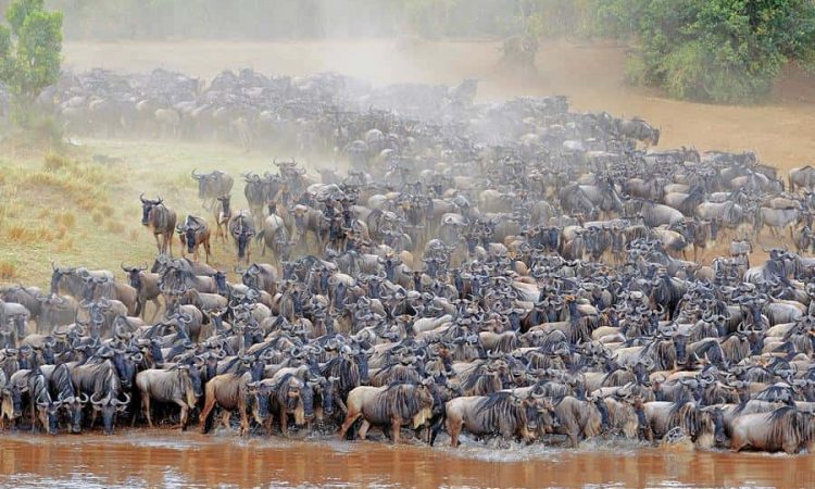 Blue-Wildebeest-Migration-750×450