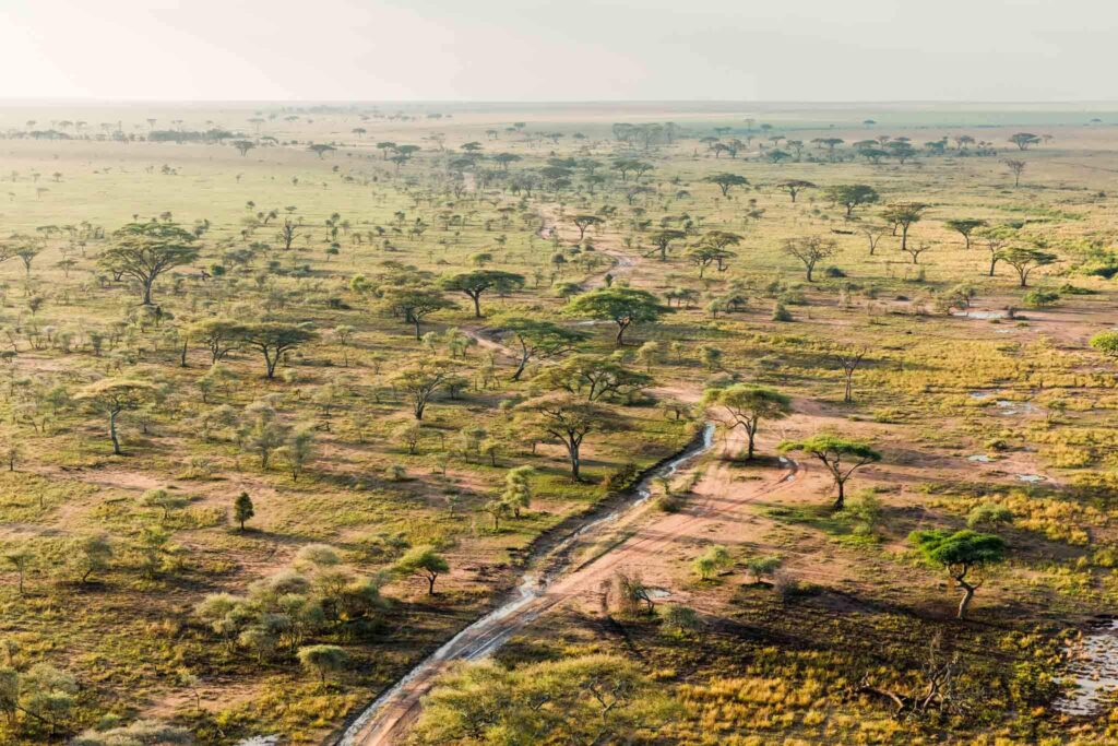 Canva-Scenes-of-Serengeti