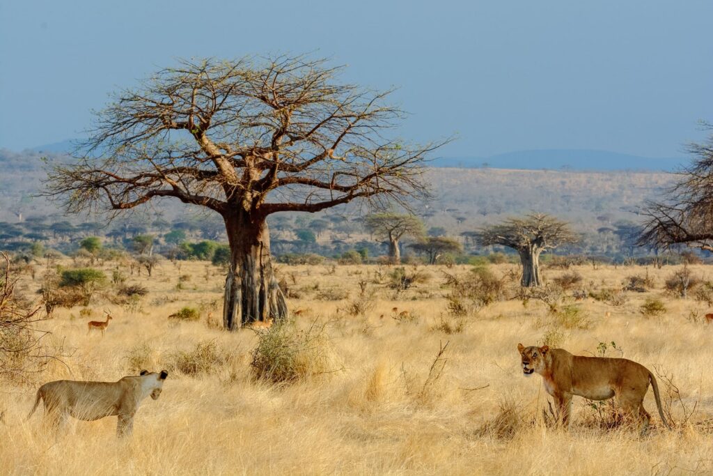 ruaha