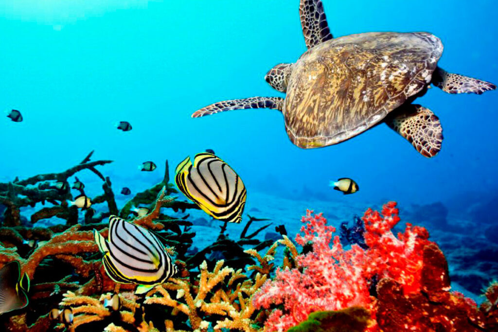 zanzibar-snorkeling