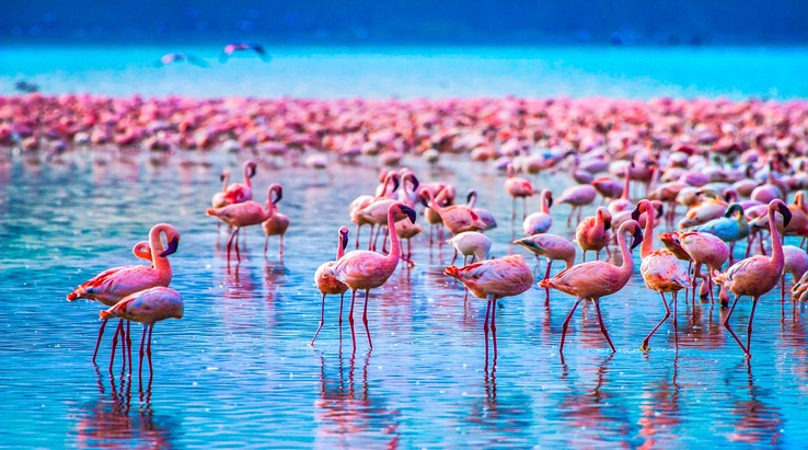 A-Paradise-for-Bird-Lovers-–-Lake-Manyara-National-Park-1