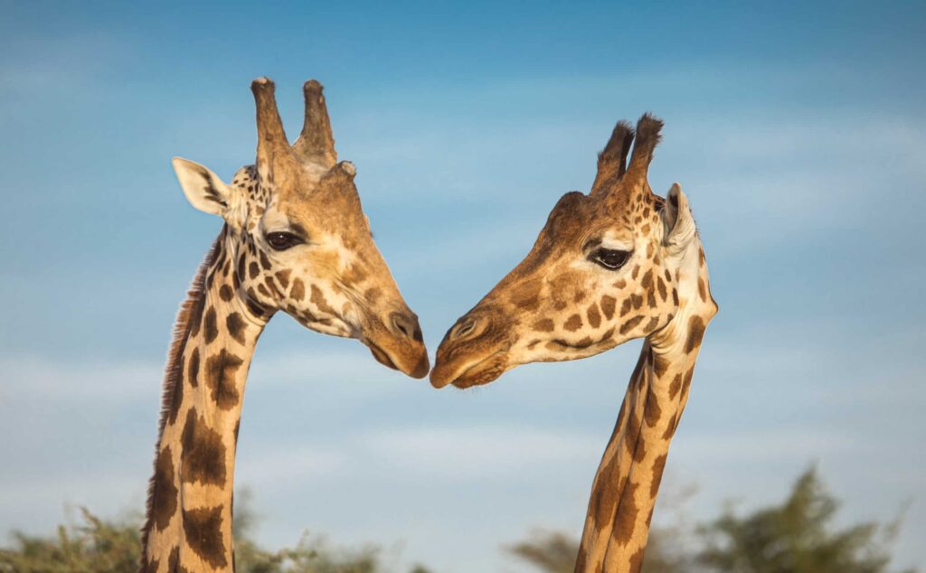 two giraffes in nature