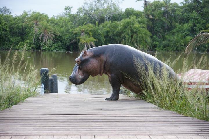 Saadani-River-Lodge