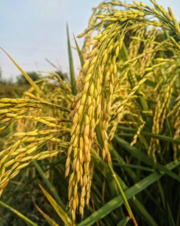 Local Agriculture Practices